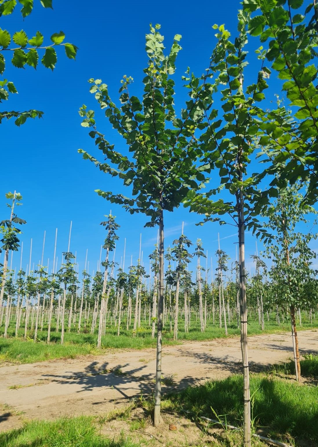 Jonge Fladderiep | Hoogstam