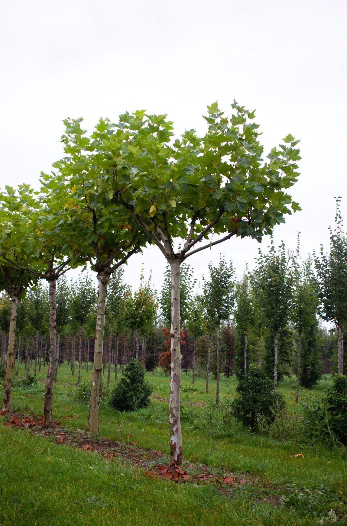 franse-knotplataan Plataan | Franse knotvorm