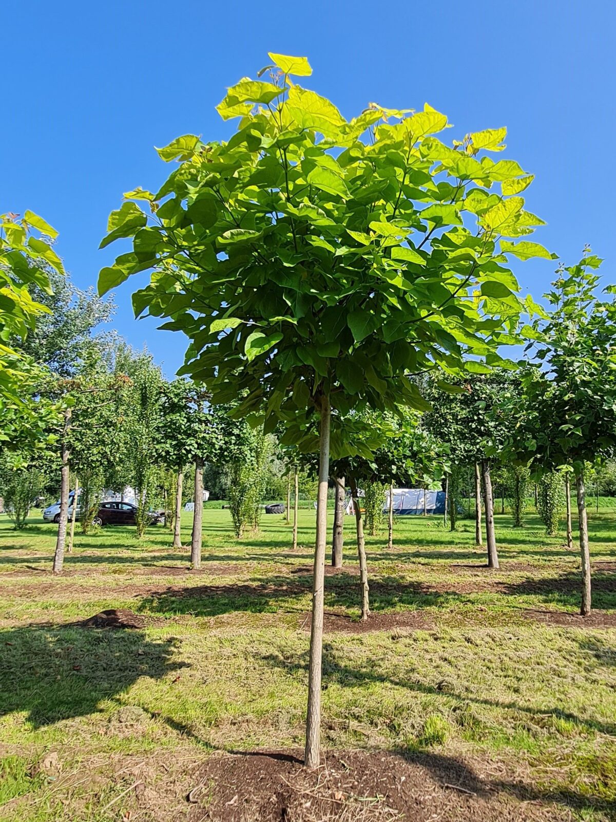 Jonge Trompetboom | Bolvorm