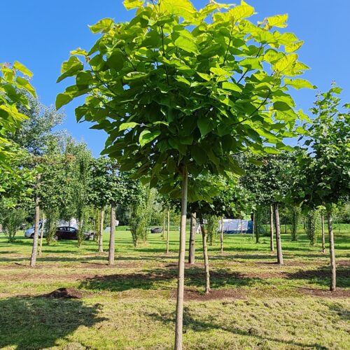 Jonge Trompetboom | Bolvorm