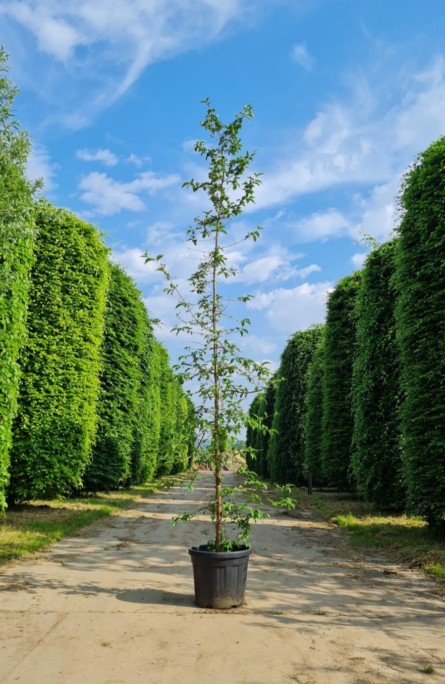 Jonge Gele kornoelje | Laagstam