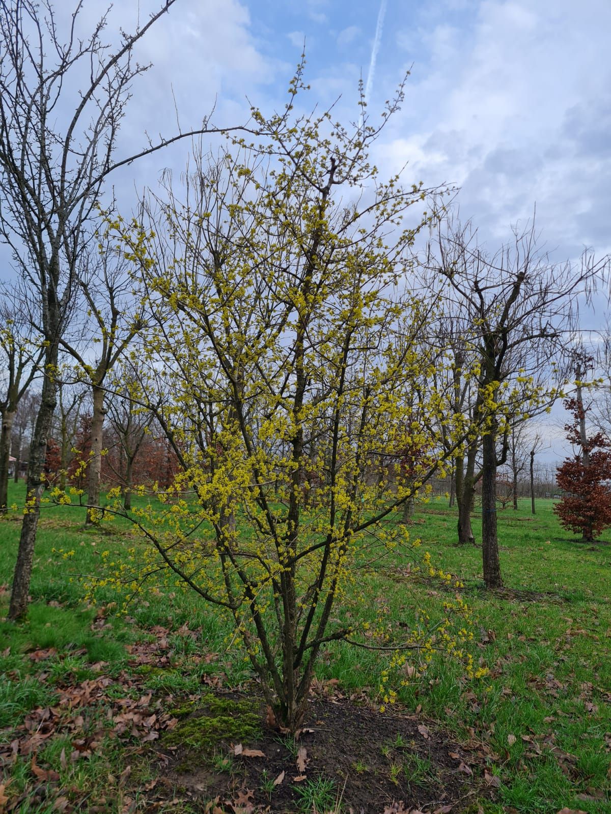 Jonge Gele kornoelje | Meerstammig