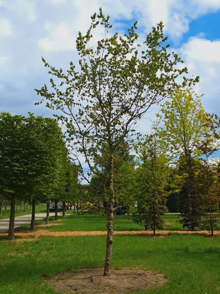 Volwassen Gele kornoelje | Hoogstam