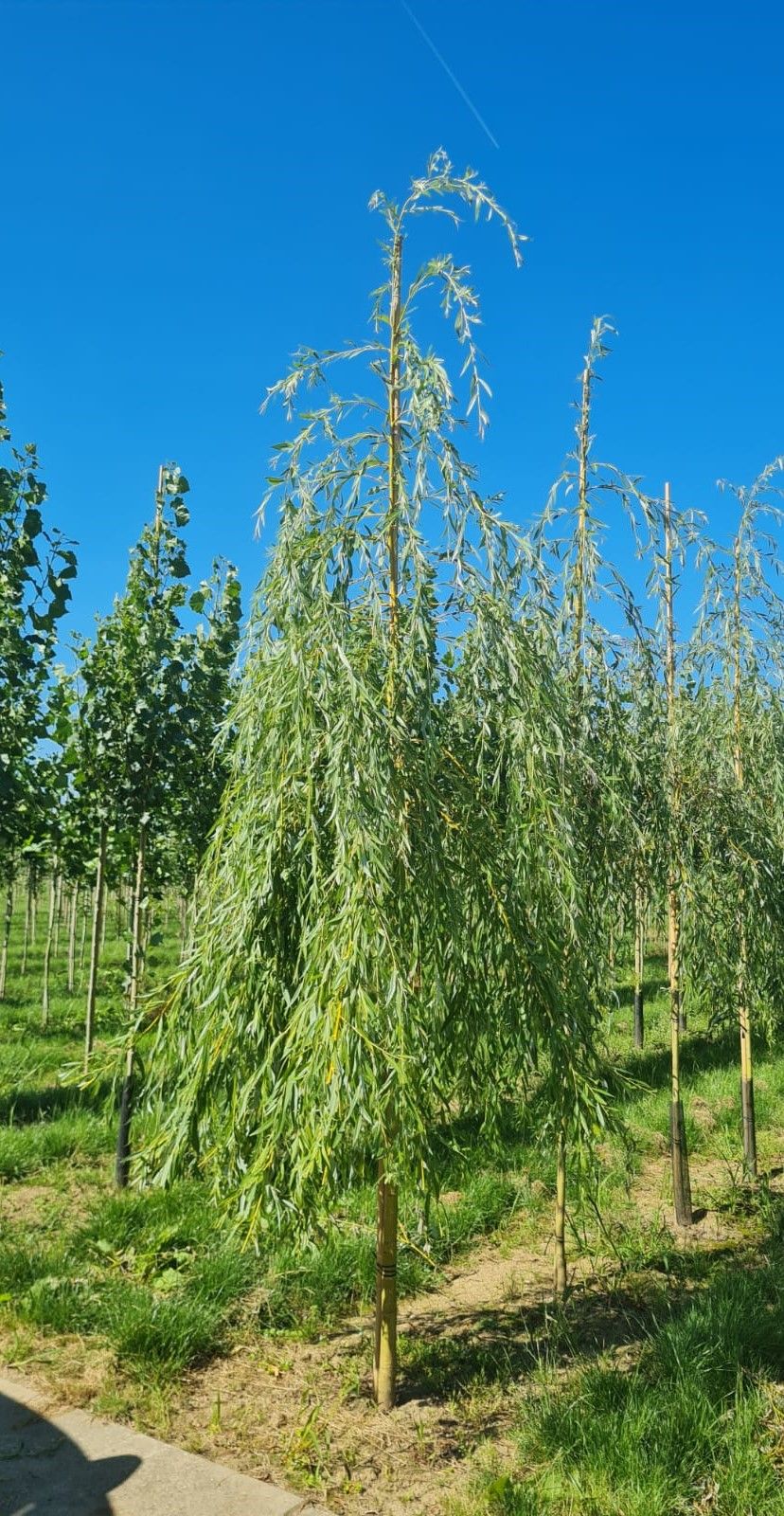 Jonge Gele treurwilg | Hoogstam