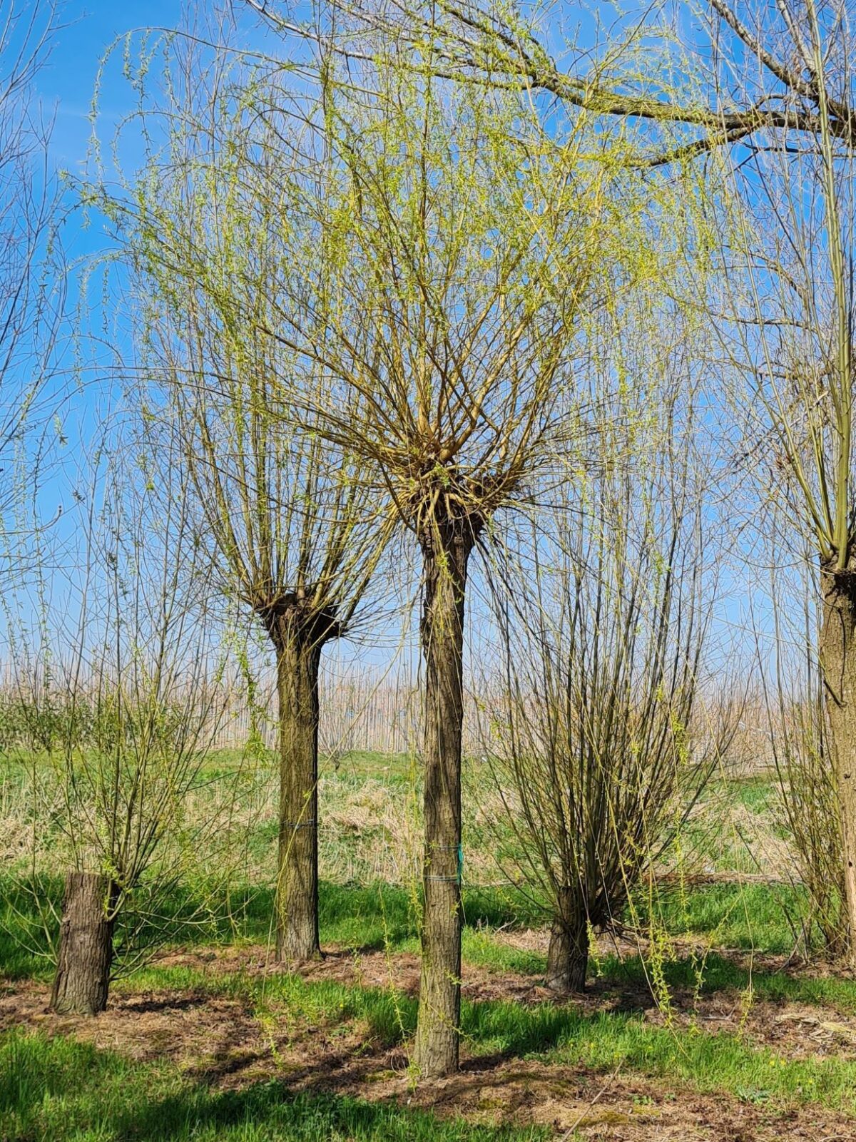 Volwassen Treurwilg | Knotvorm