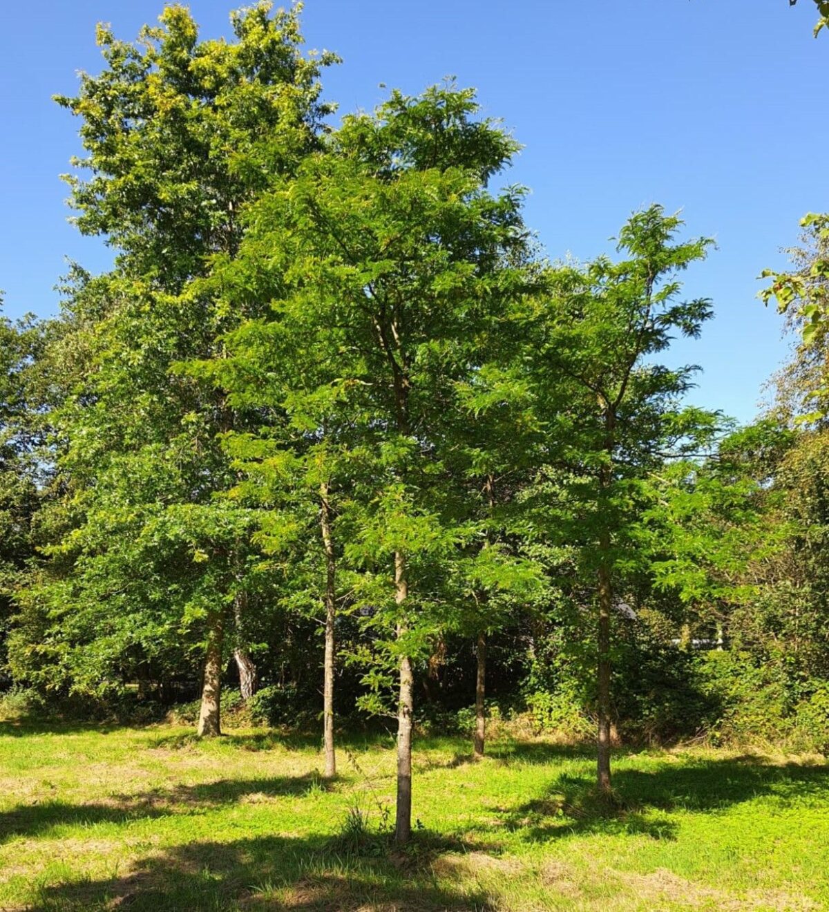 gele-valse-christusdoorn Jonge Gele valse Christusdoorn | Hoogstam