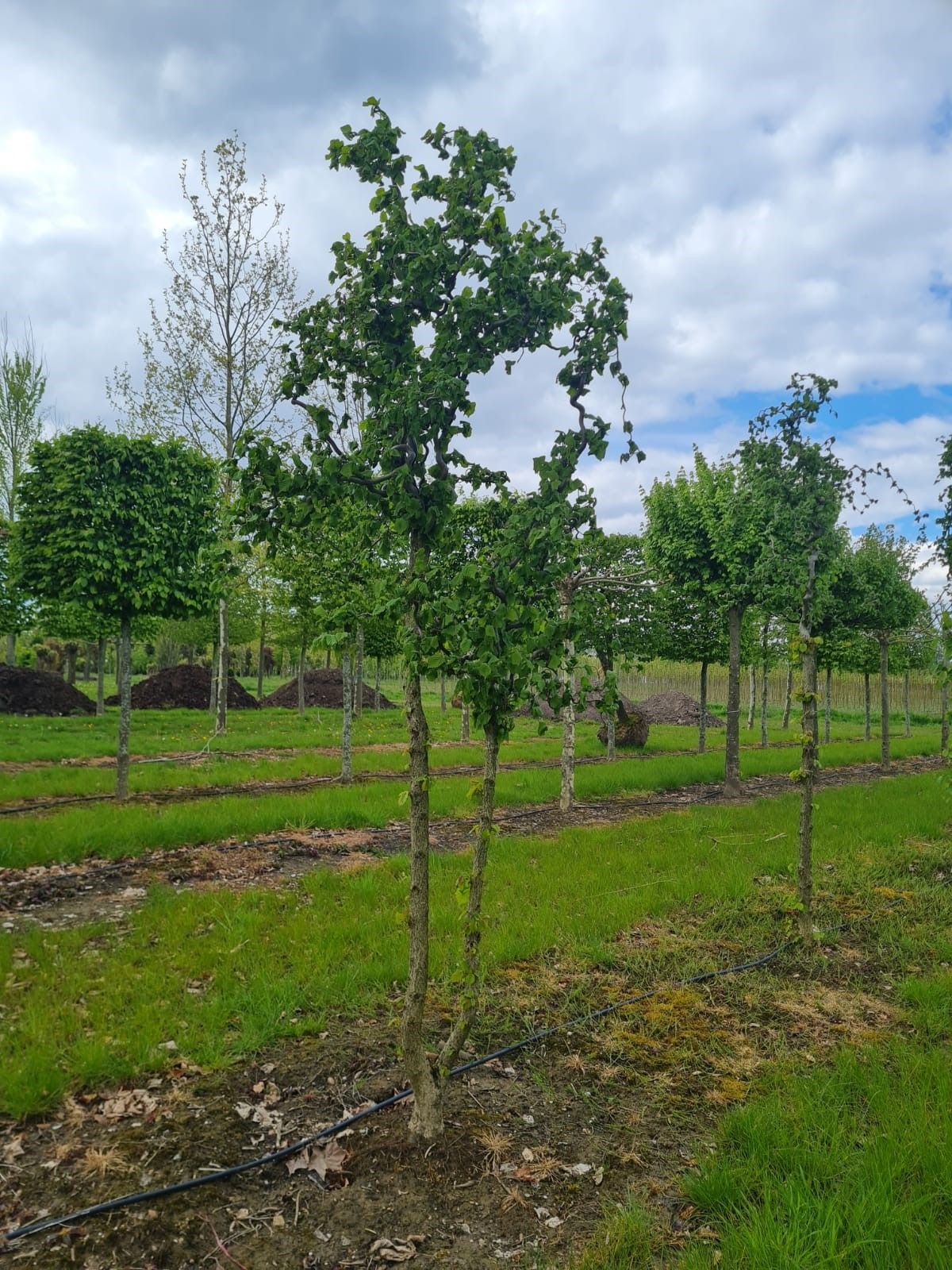 gewone-hazelaar Jonge Kronkelhazelaar | Meerstammig