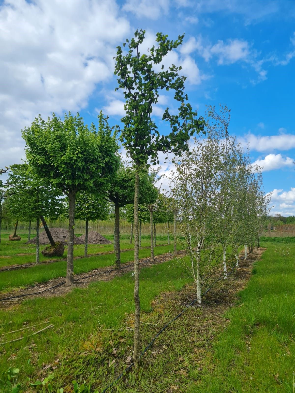 Jonge Kronkelhazelaar | Hoogstam