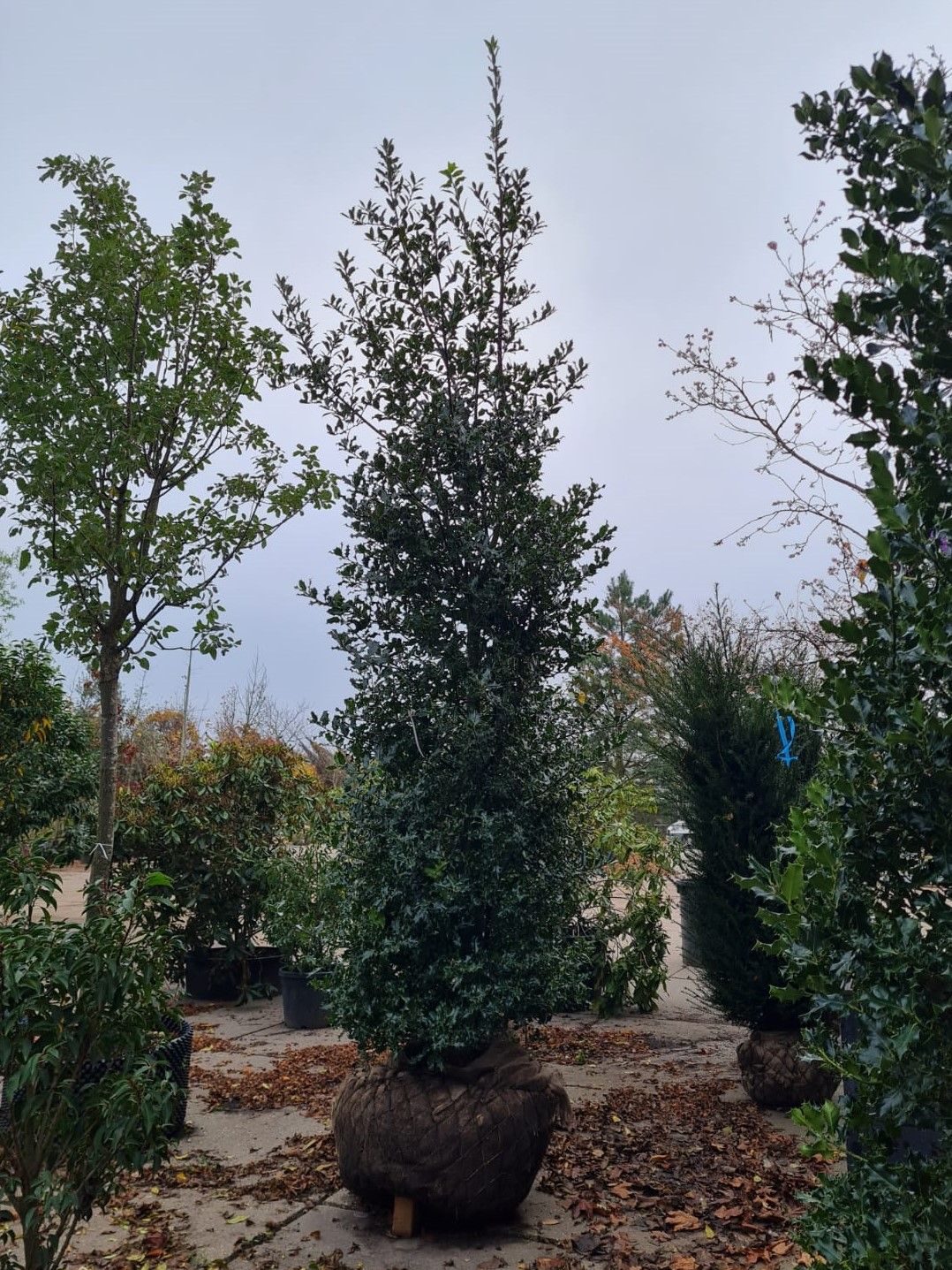 Gewone hulst | Struikvorm