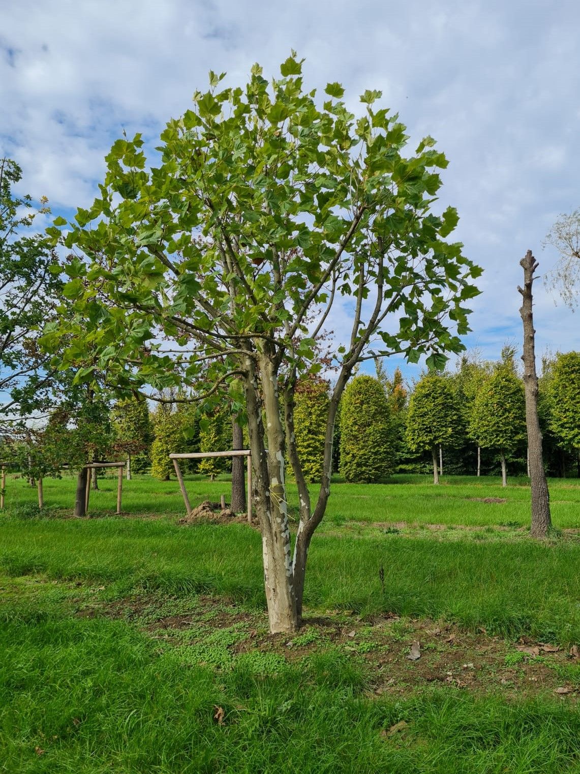 gewone-plataan Plataan | Meerstammig