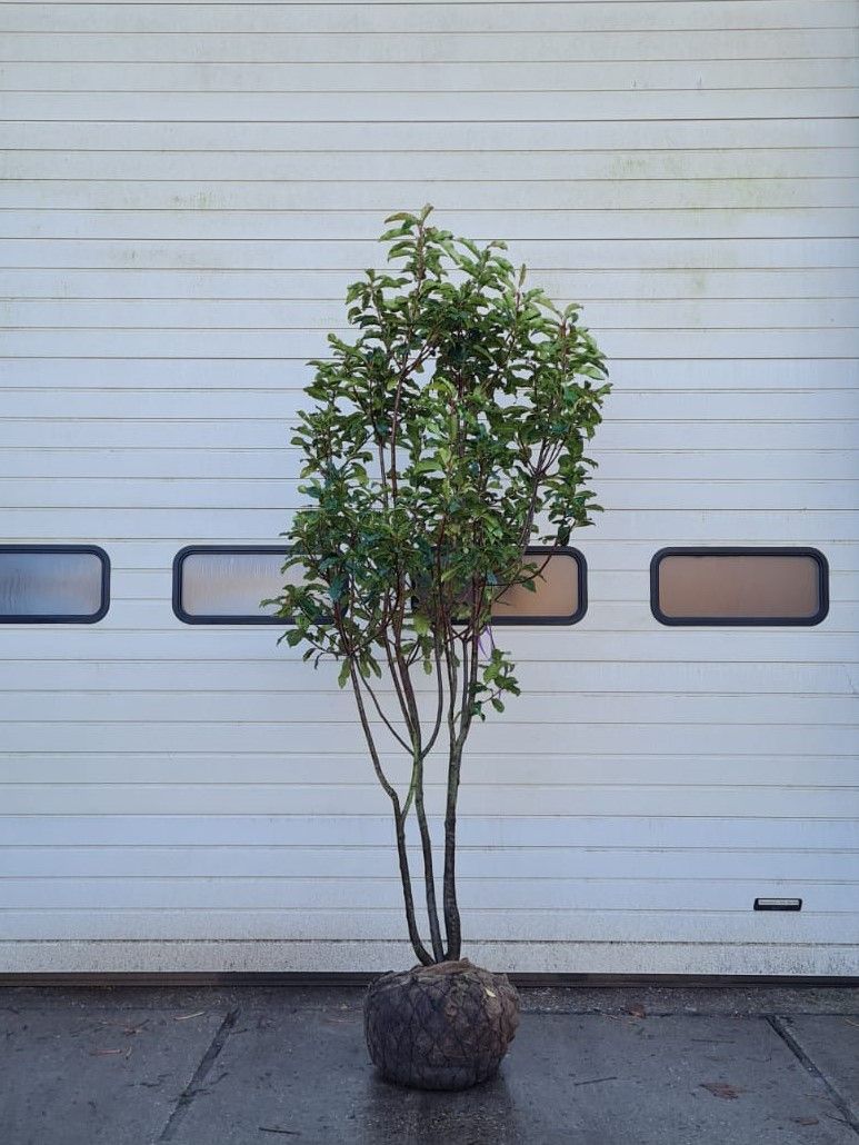 Jonge Glansmispel 'Crunchy' | Meerstammig