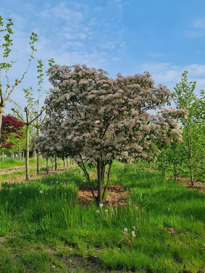 glansmispel Jonge Glansmispel | Meerstammig