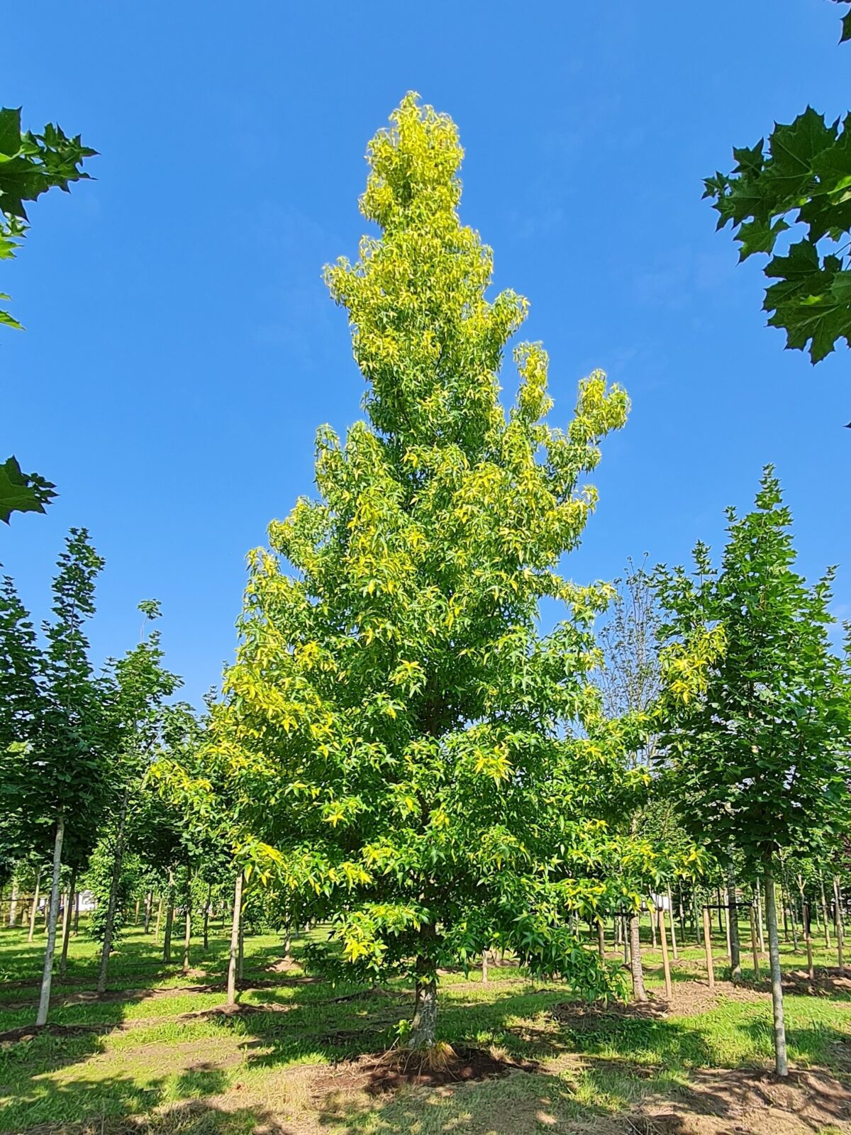 Volwassen Gouden amberboom | Laagstam