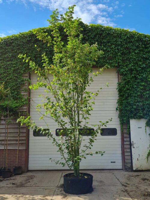 Grijze streepjesbast esdoorn | Meerstammig