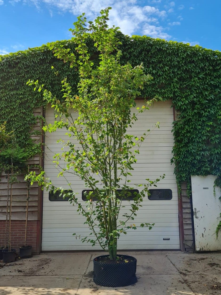 Volwassen Grijze streepjesbast esdoorn | Meerstammig