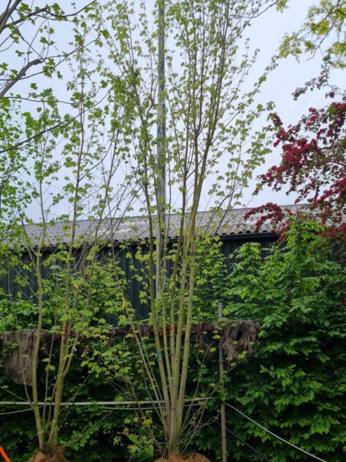 Witte esdoorn | Meerstammig