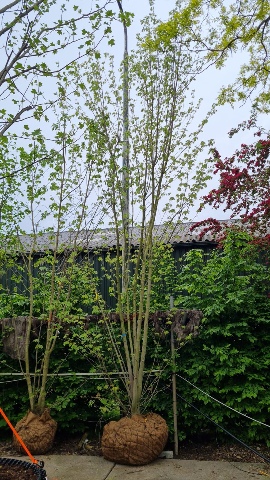 grijze-streepjesbast-esdoorn Jonge Witte esdoorn | Meerstammig