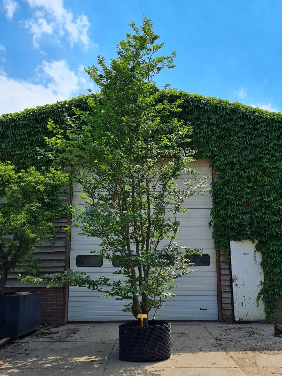 Jonge Groene beuk | Meerstammig