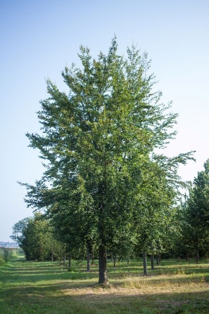 Volwassen Groene beuk | Hoogstam