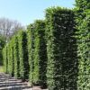 groene-beuk-cilindervorm Jonge Groene beuk | Pilaarvorm vierkant