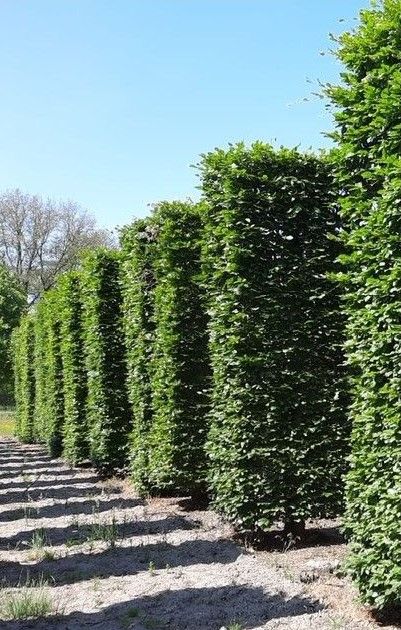 groene-beuk-cilindervorm Jonge Groene beuk | Pilaarvorm vierkant