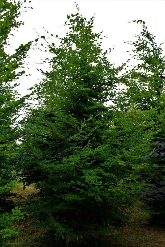 Volwassen Groene beuk | Laagstam