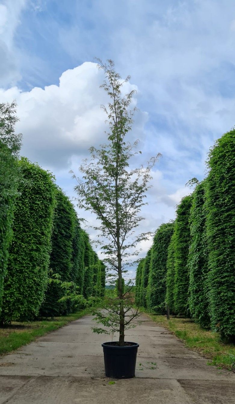 Jonge Varenbeuk | Laagstam