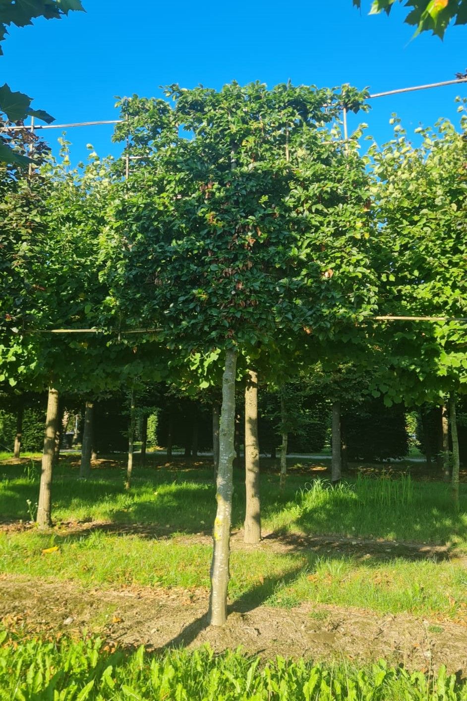 Jonge Groene beuk | Leivorm