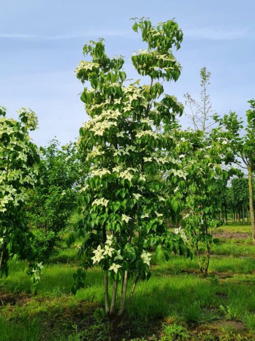 Japanse grootbloemige Kornoelje | Meerstammig