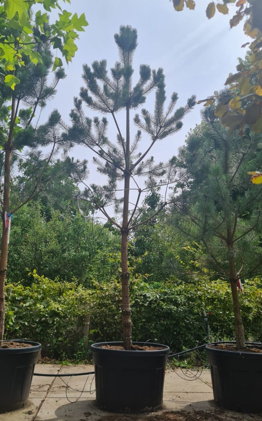 Grove den | Halfstam