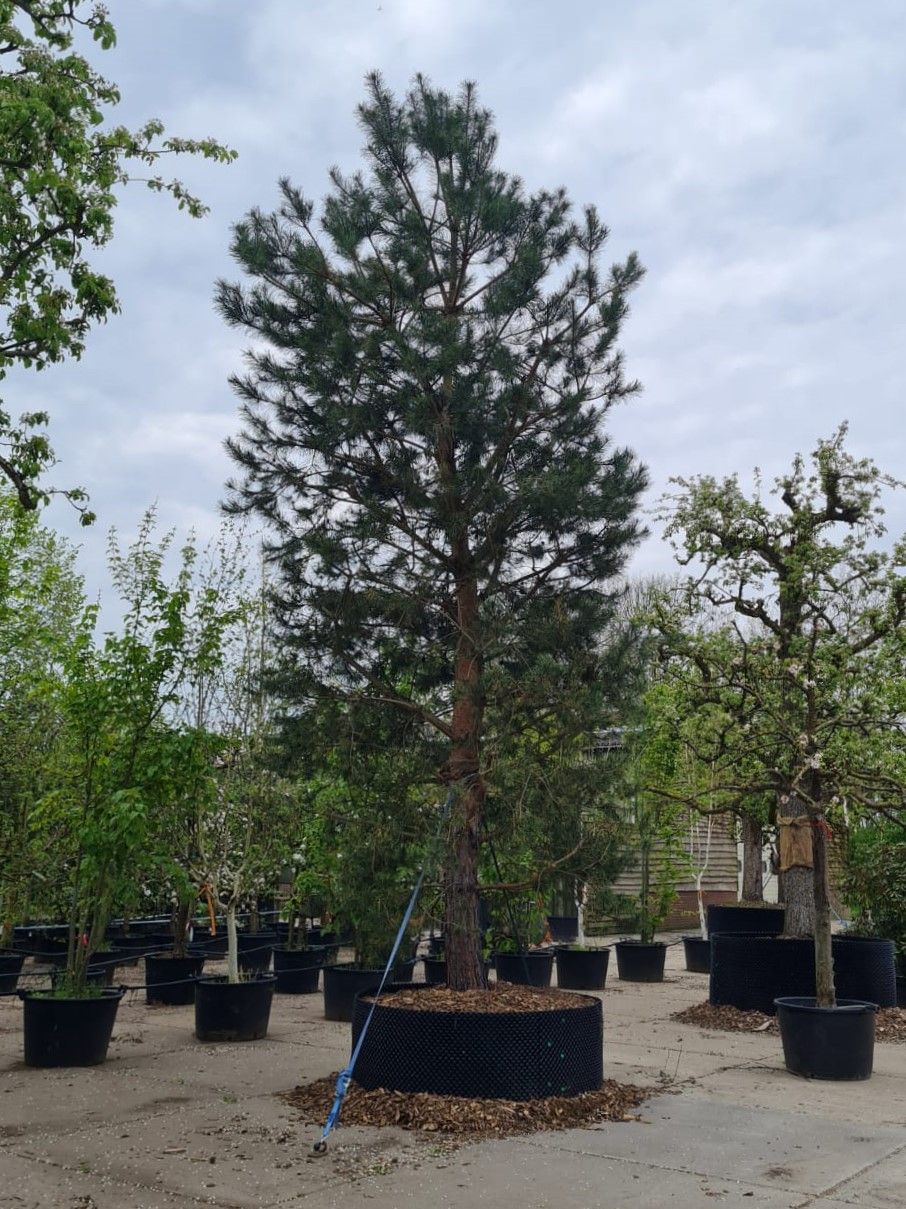 Volwassen Grove den | Halfstam