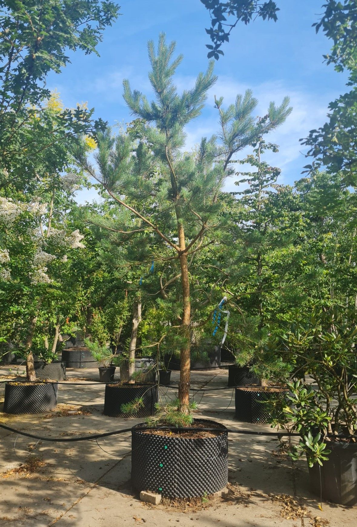 Grove den | Halfstam