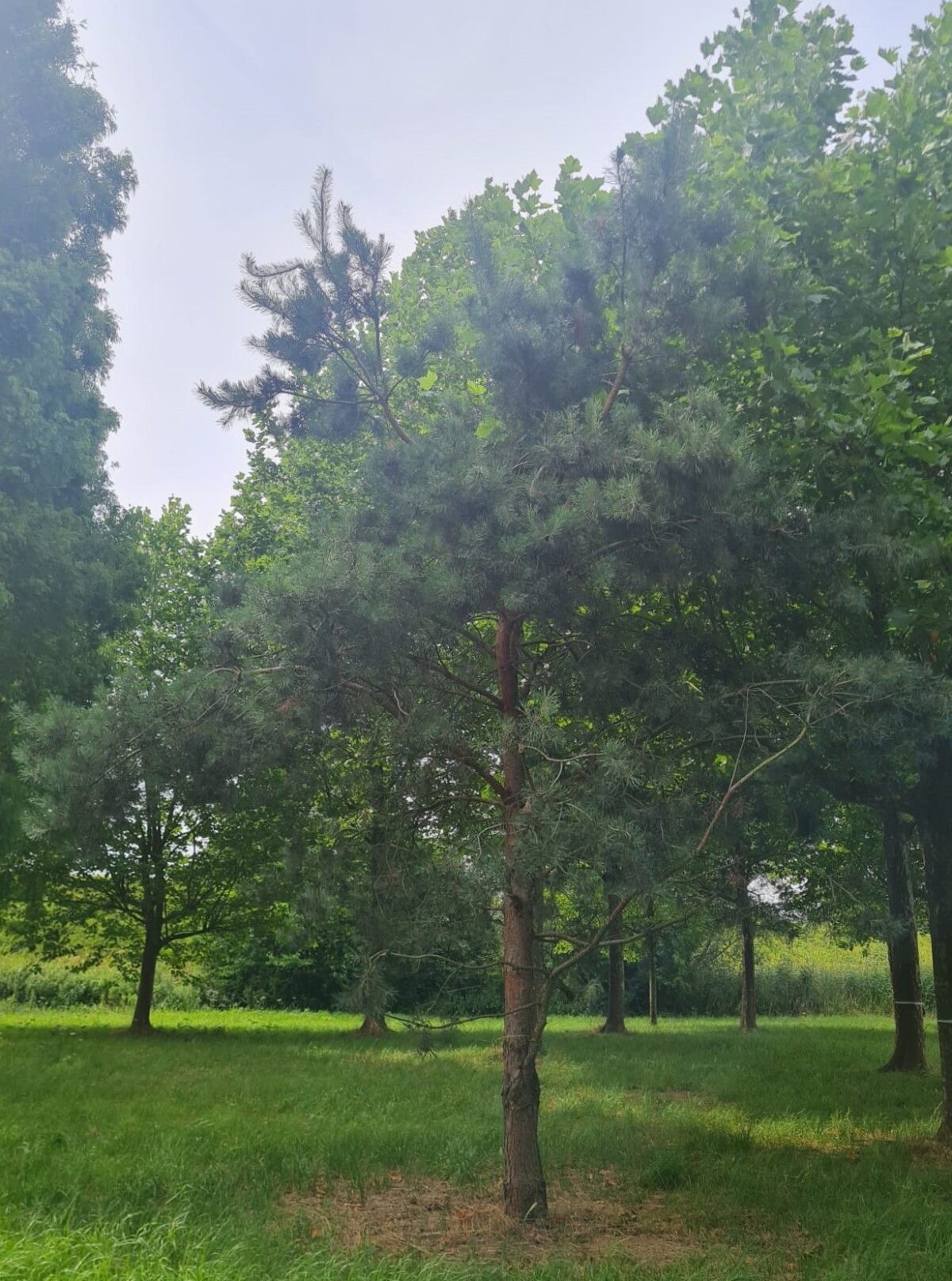 Grove den | Halfstam