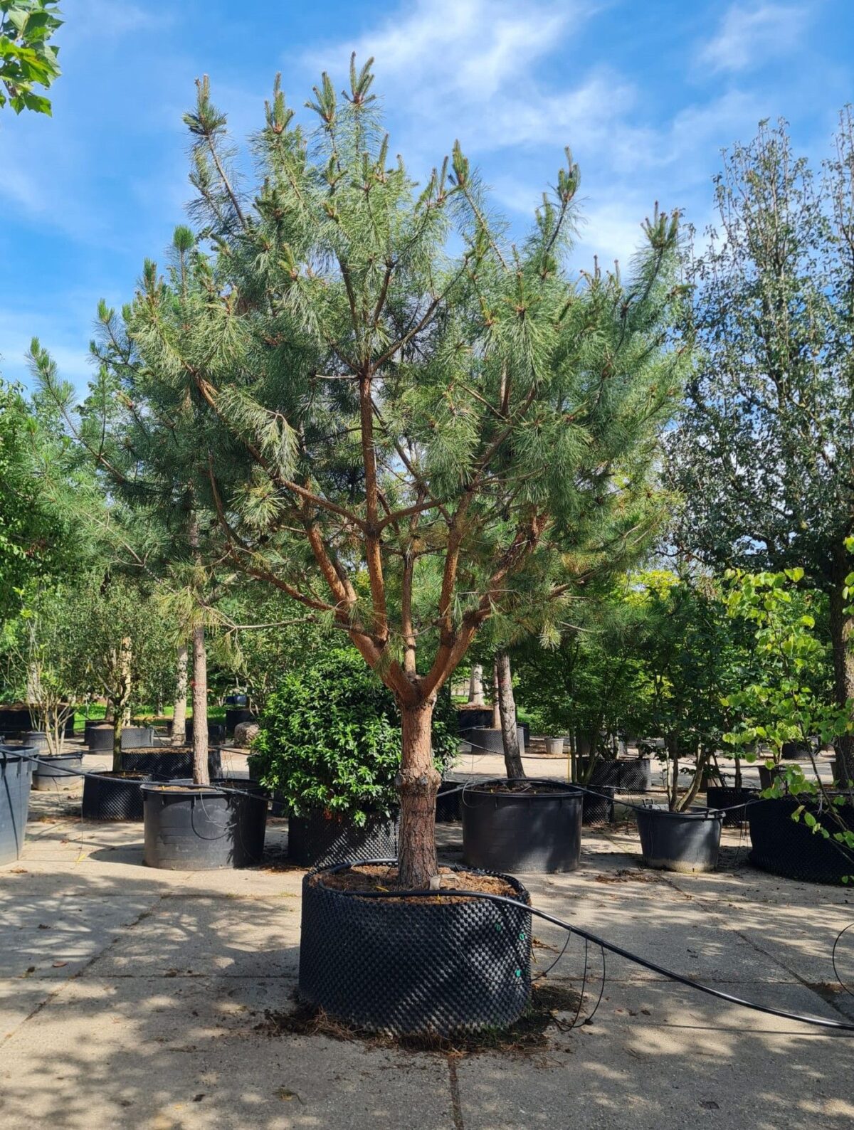 Grove den | Halfstam