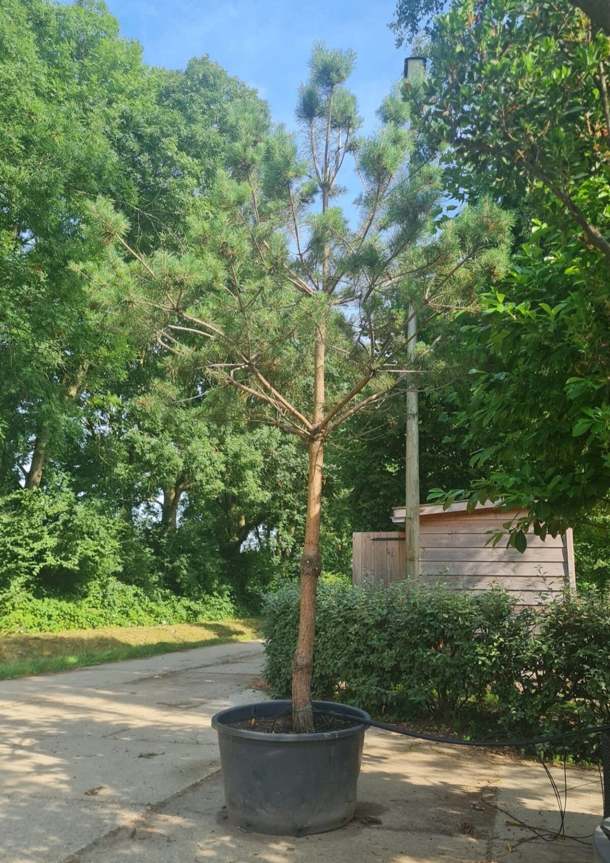 Grove den | Hoogstam