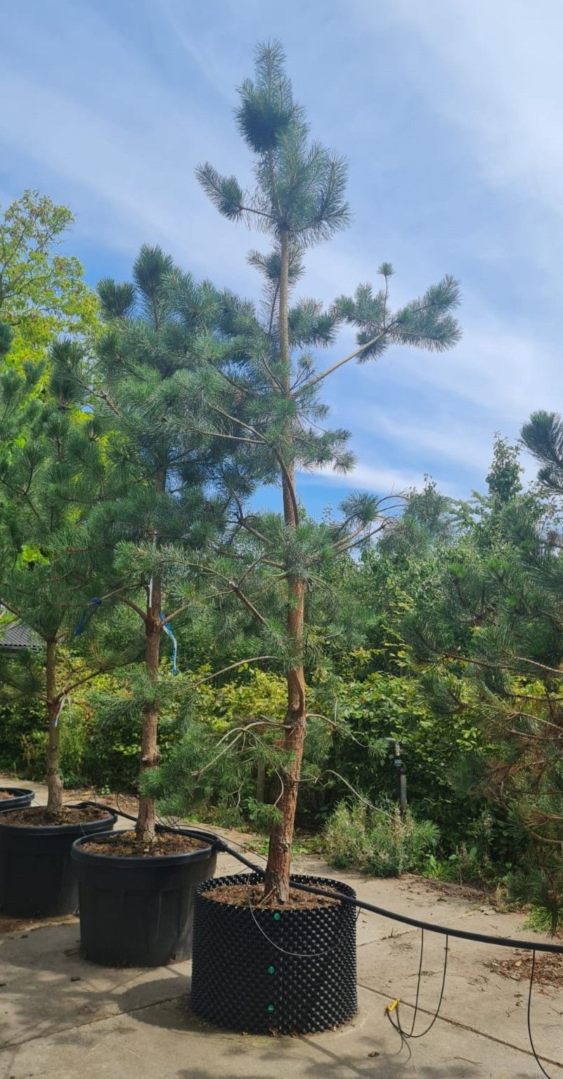 Grove den | Laagstam