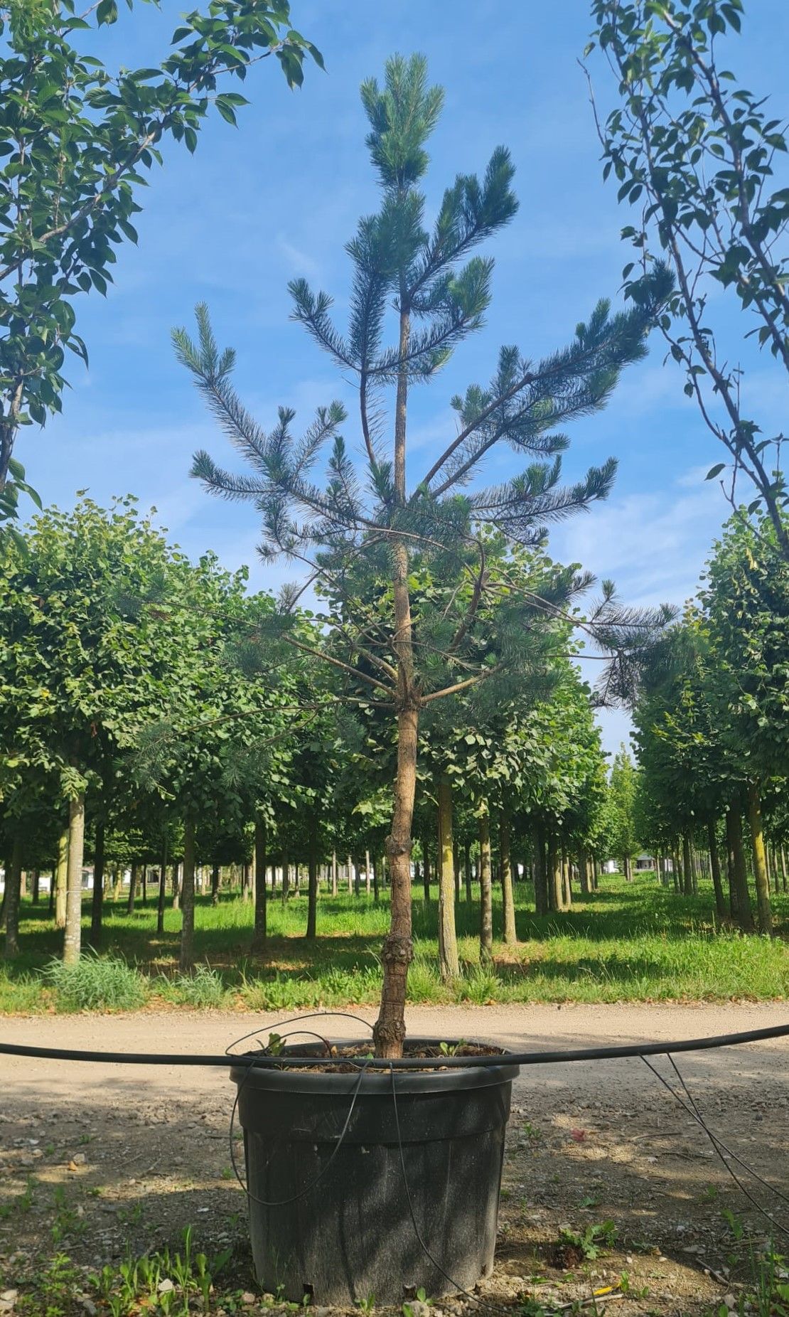 Grove den | Halfstam