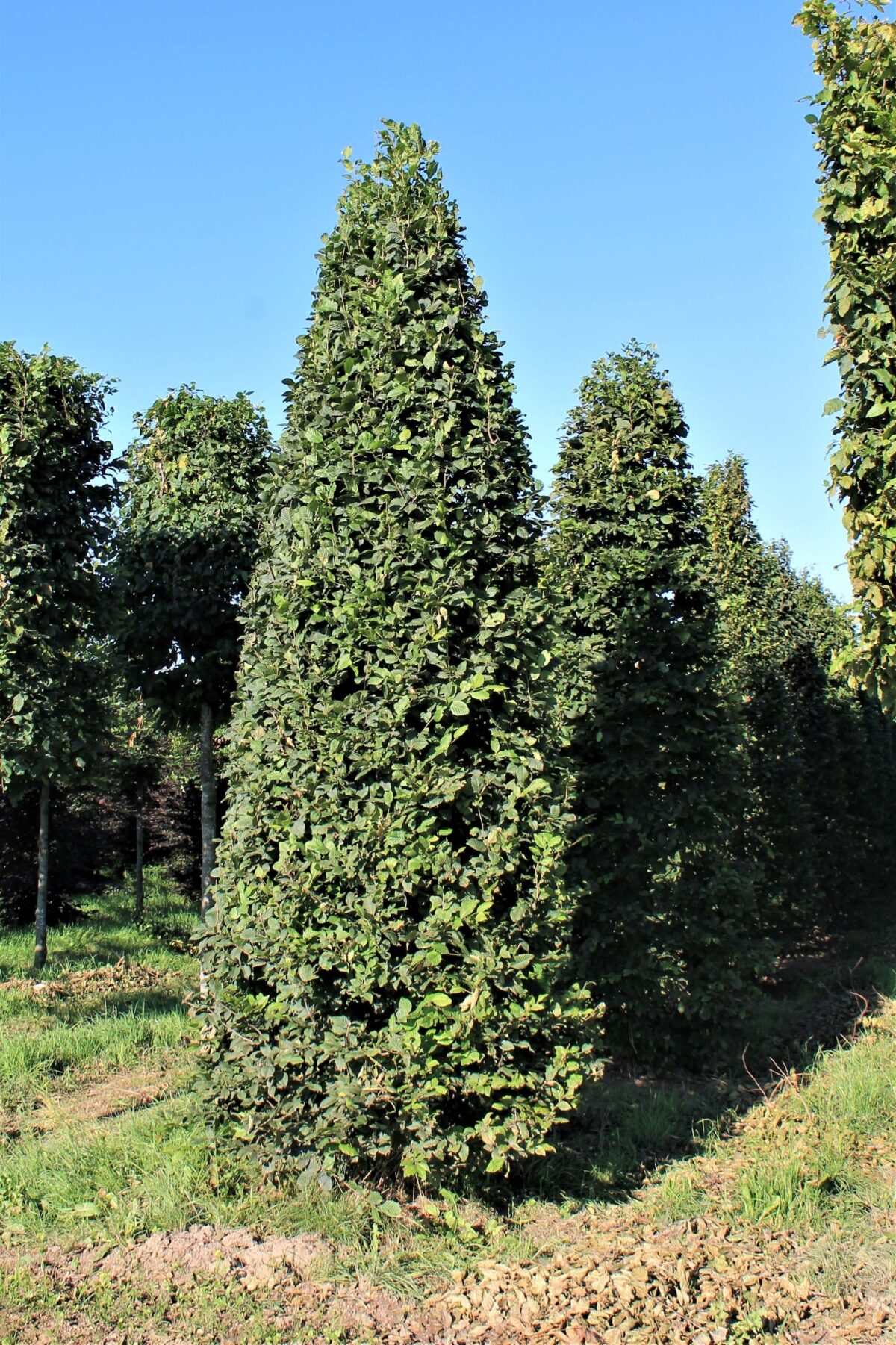 Volwassen Haagbeuk | Piramidevorm