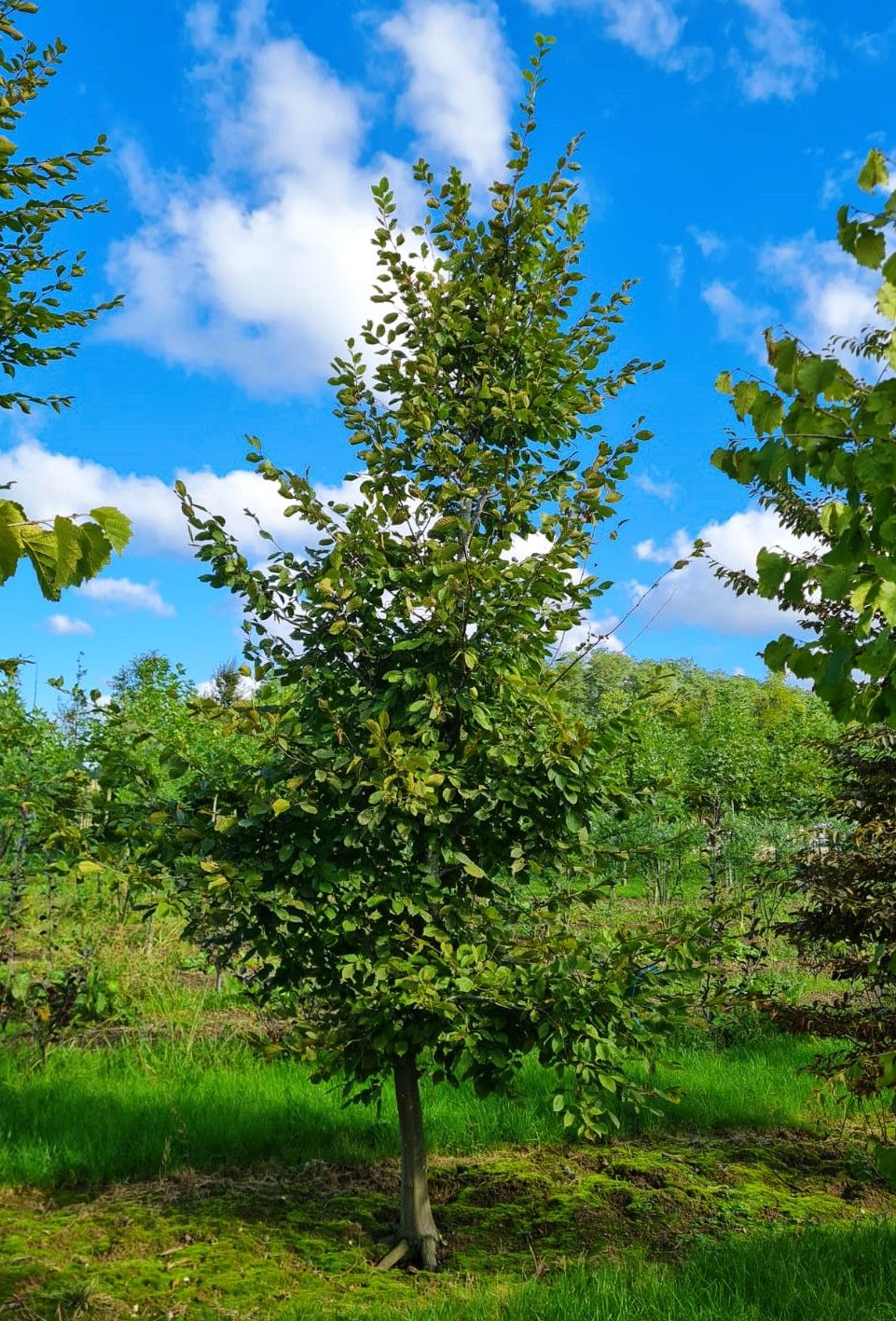 Jonge Haagbeuk | Laagstam