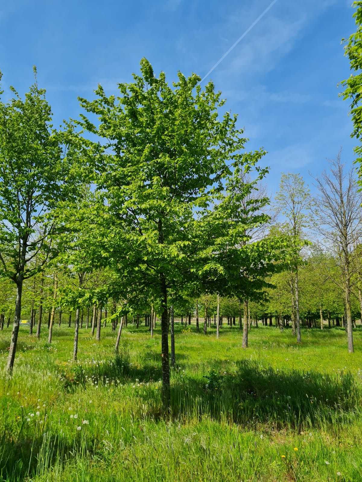 Jonge Haagbeuk | Hoogstam