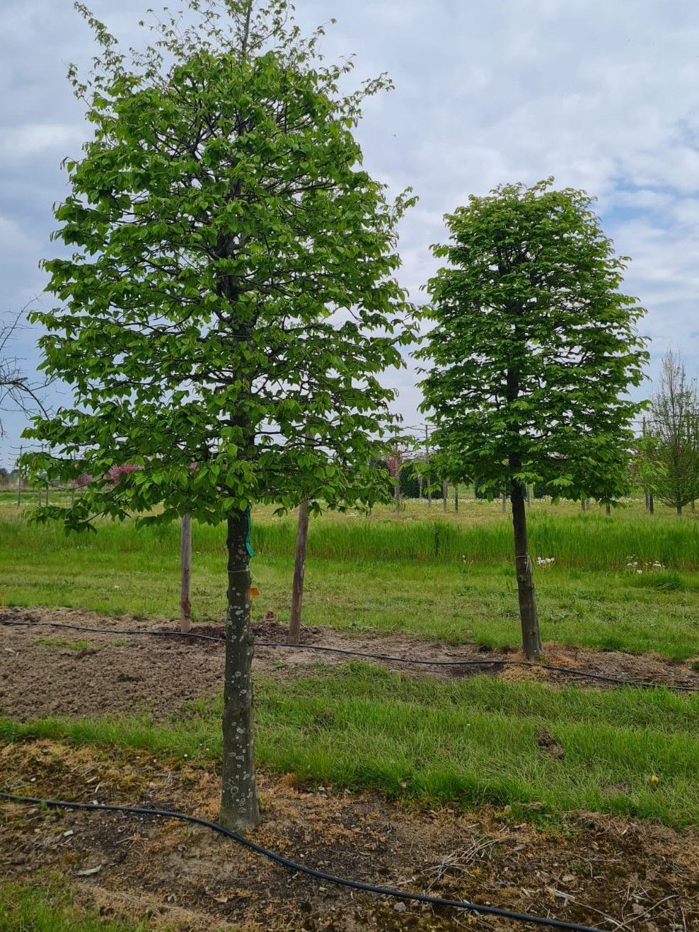 haagbeuk Jonge Haagbeuk | Bijenkorfvorm