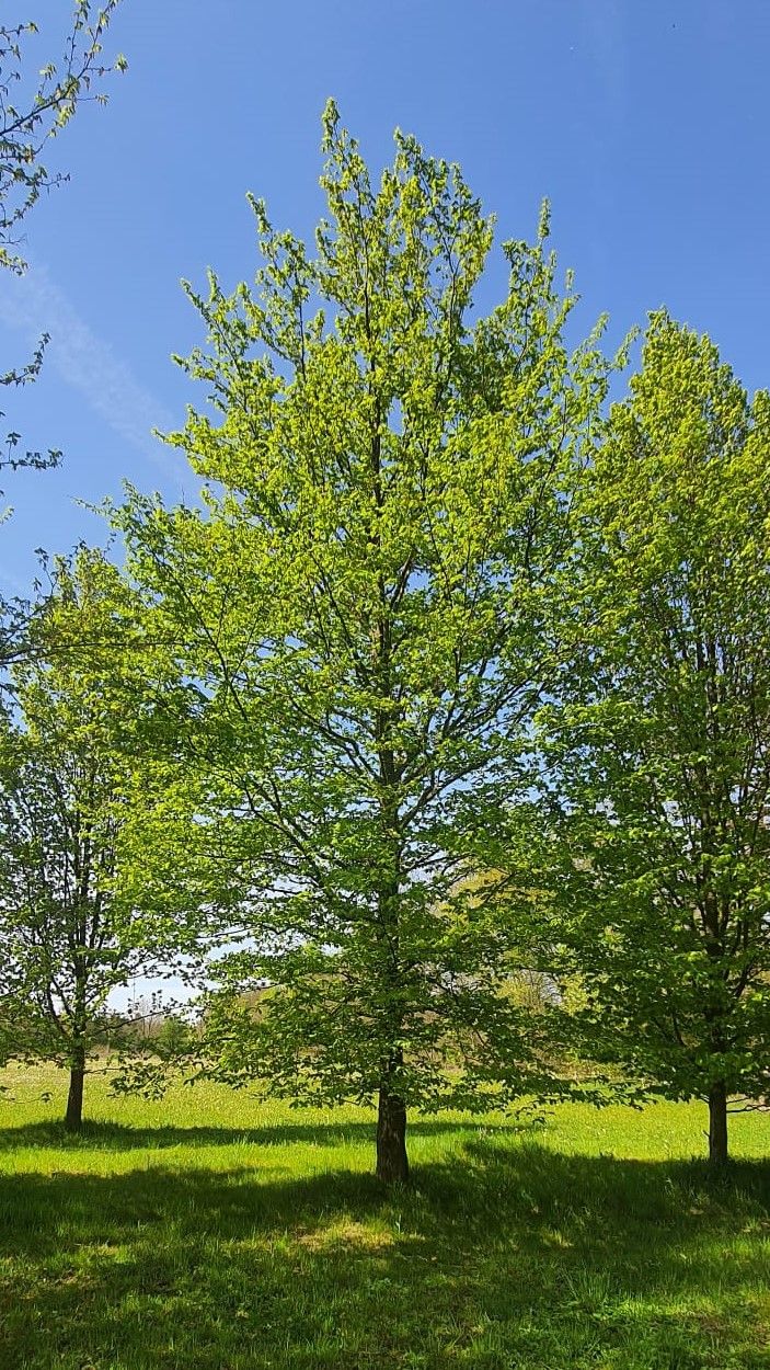 Volwassen Haagbeuk | Hoogstam