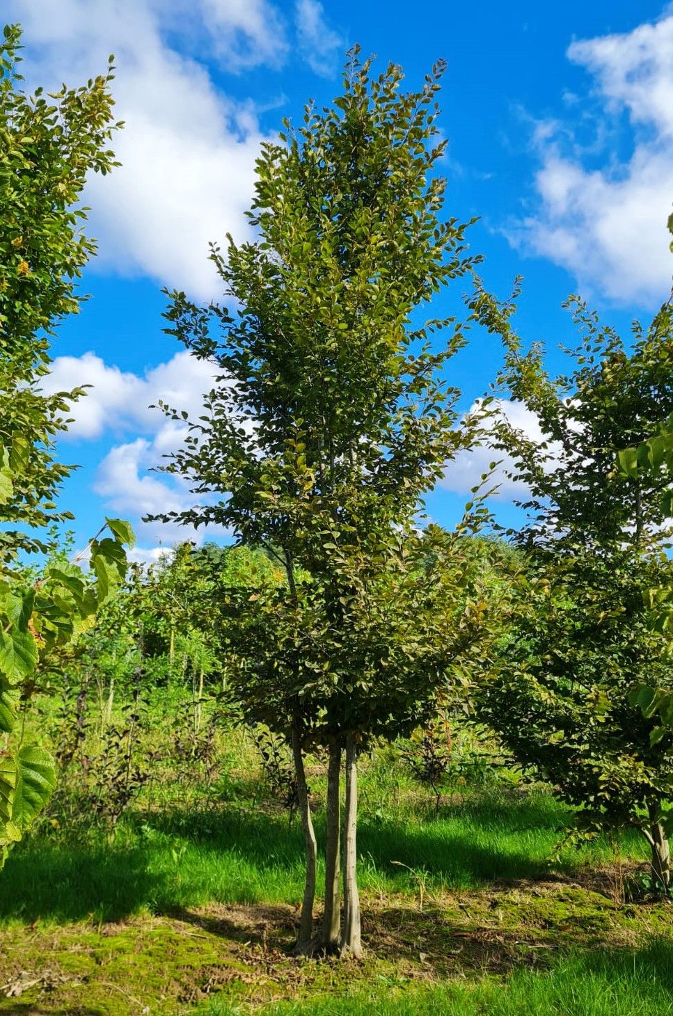 Volwassen Haagbeuk | Meerstammig