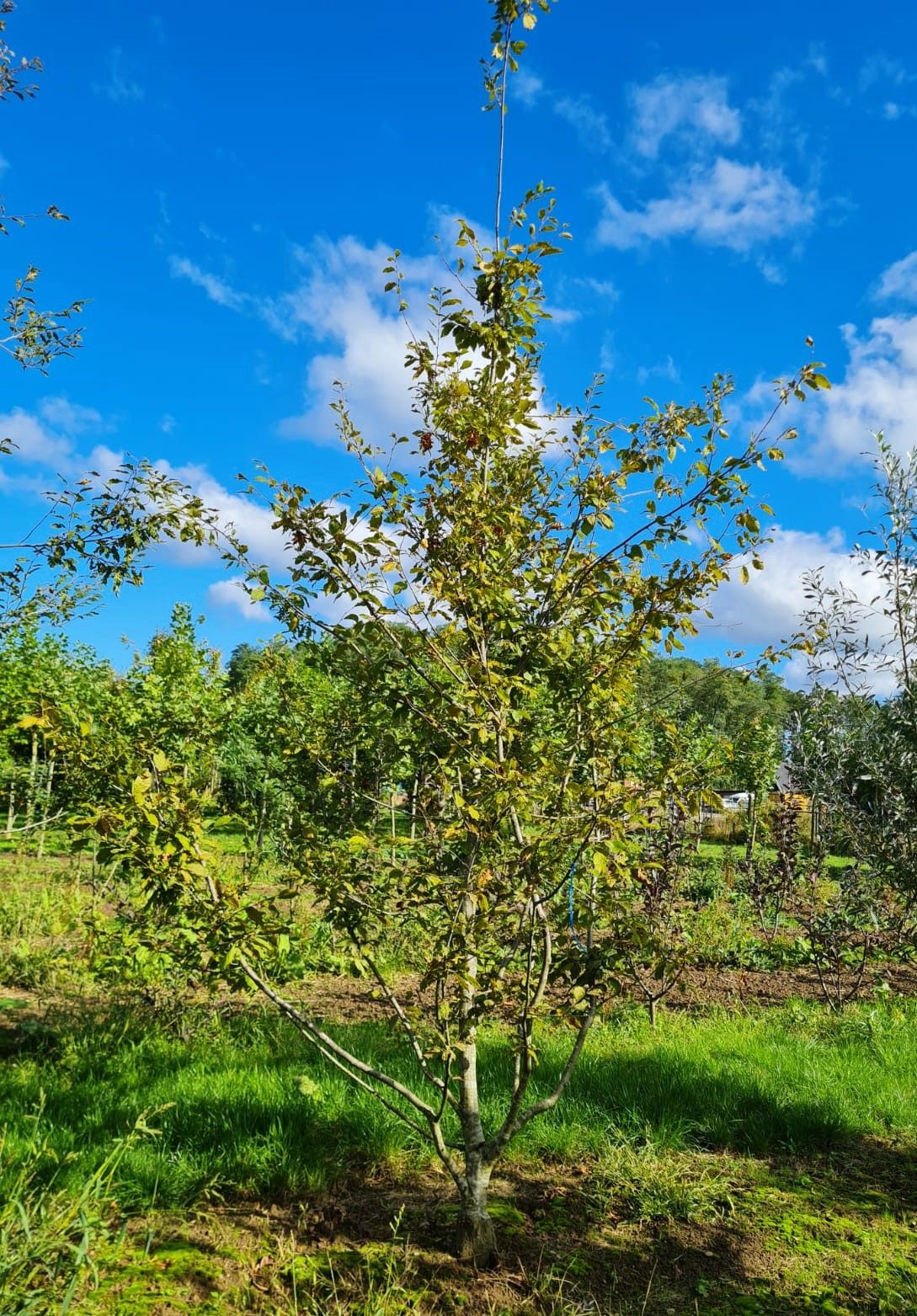 haagbeuk-meerstammig Jonge Haagbeuk 'Quercifolia' | Meerstammig