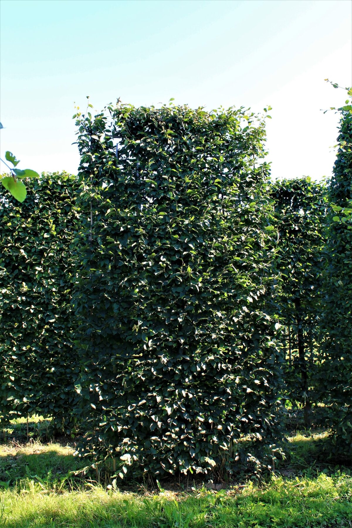 Volwassen Haagbeuk | Laagstam schermvorm