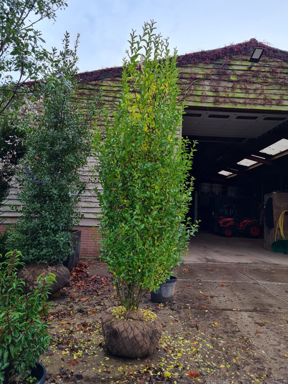 Jonge Liguster | Struikvorm