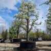 handpeer-charneux Volgroeide Perenboom 'Charneux' | Halfstam