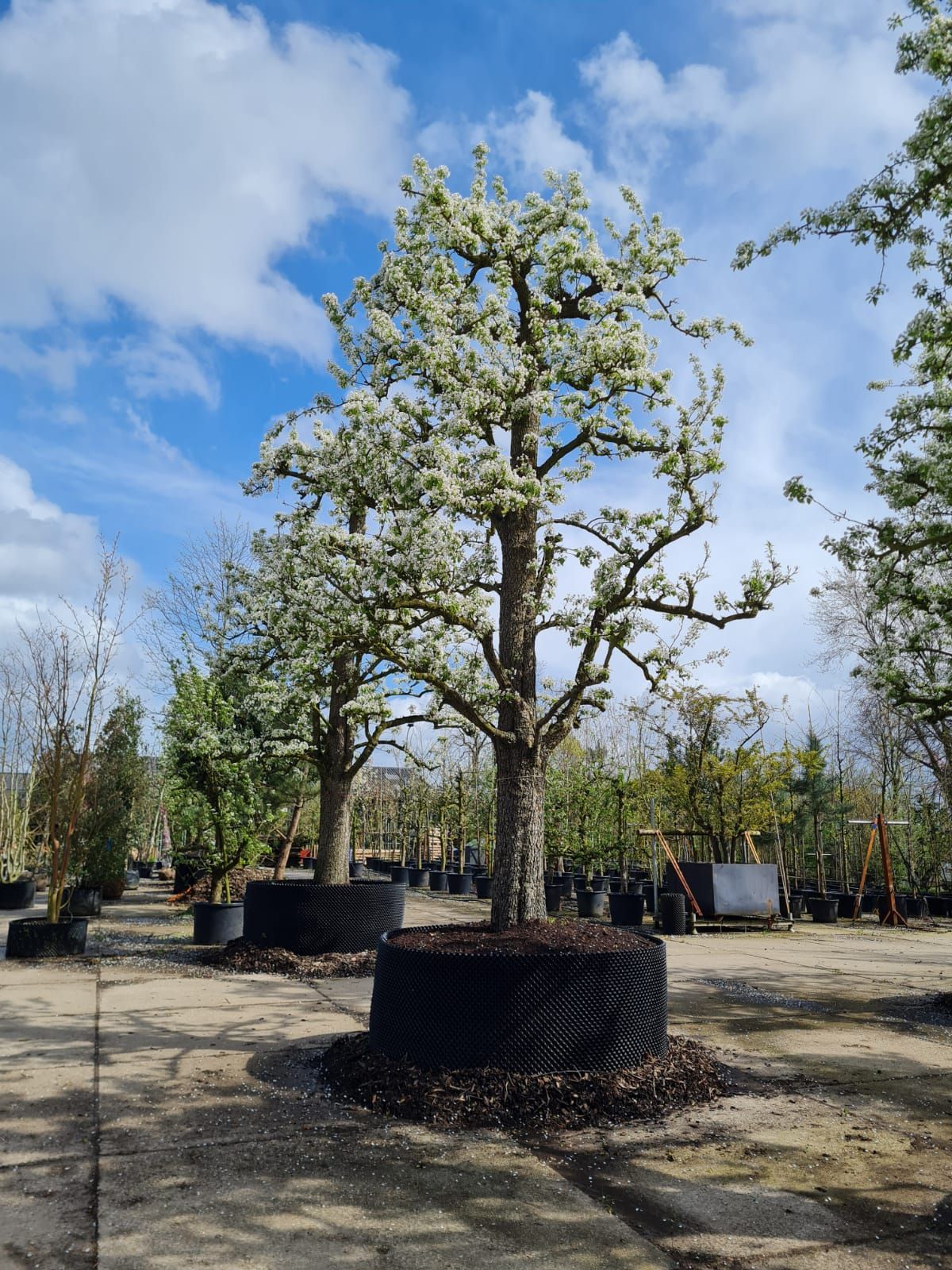 handpeer-charneux Volgroeide Perenboom 'Charneux' | Halfstam