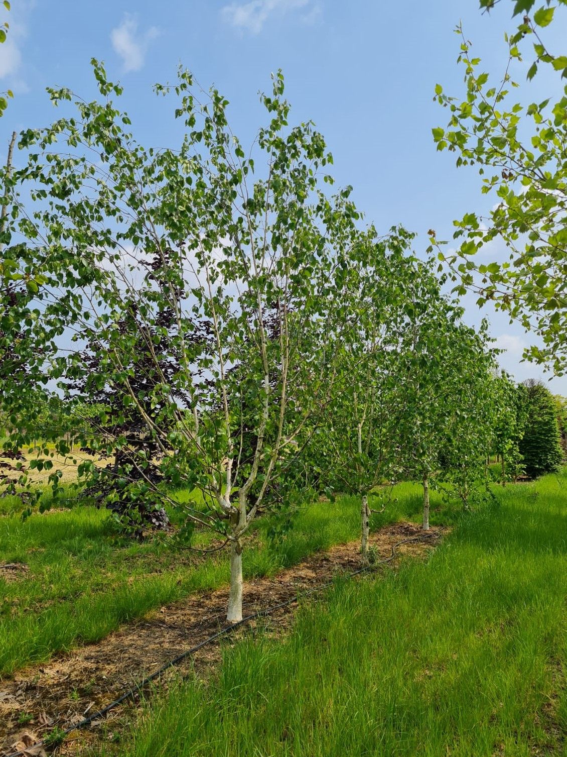 Jonge Papierberk | Hoogstam