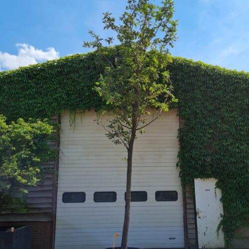 Jonge Hongaarse eik | Hoogstam